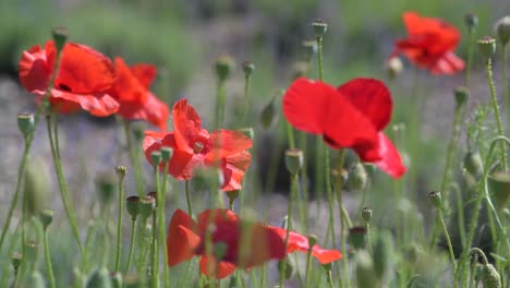 amapolas rojas en un campo