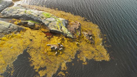 Robben-Sonnen-Sich-Auf-Einem-Felsen-Am-Meer-In-Schottland