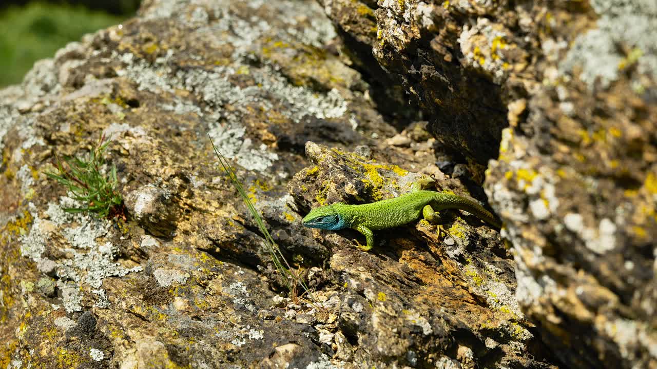 A vibrant lizard basks in the sun on a rocky surface, its colorful scales glinting in the sunlight
