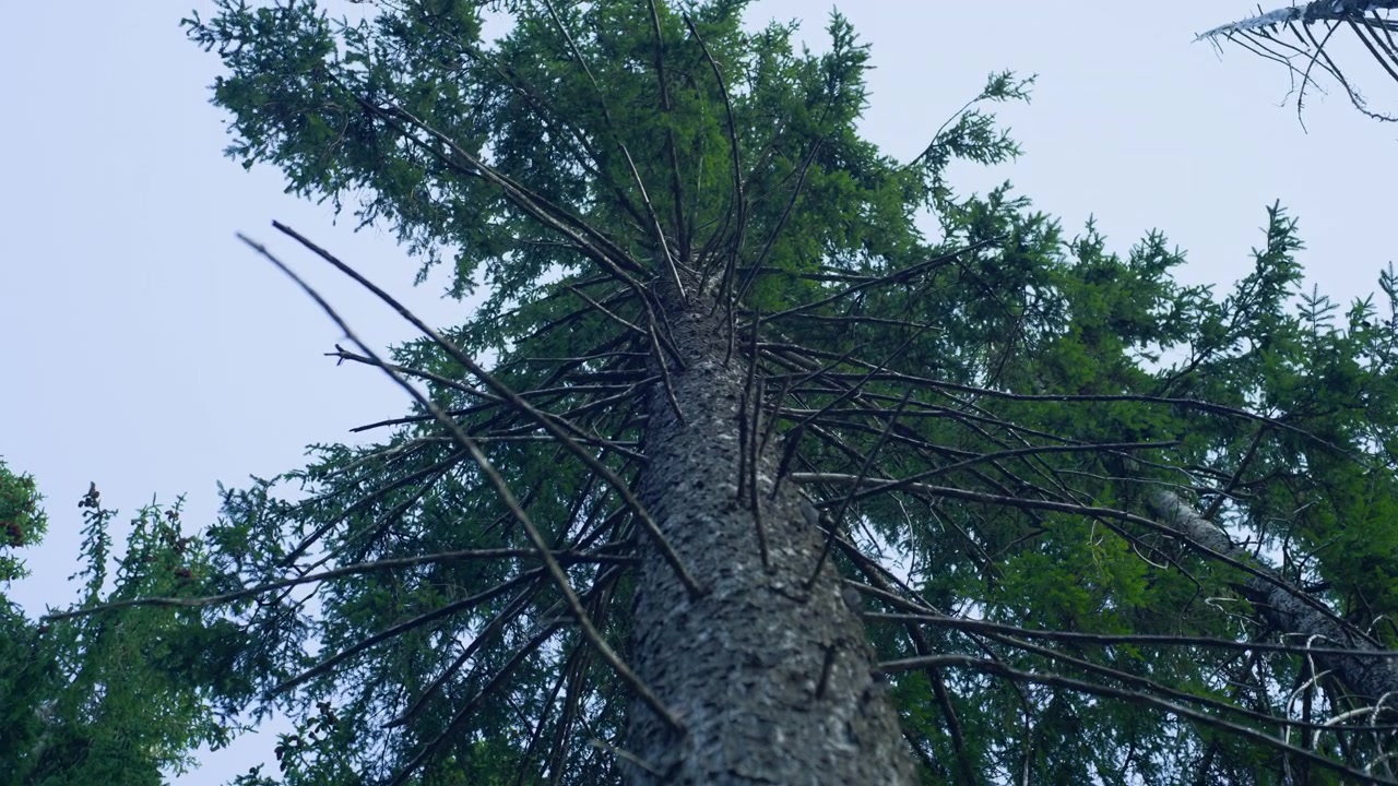 Cielo della foresta di pini alti catturato con una panoramica a mano libera. Questa inquadratura dal basso sottolinea l'altezza maestosa dei rami sempreverdi e la vasta distesa della natura in un lussureggiante ambiente boschivo