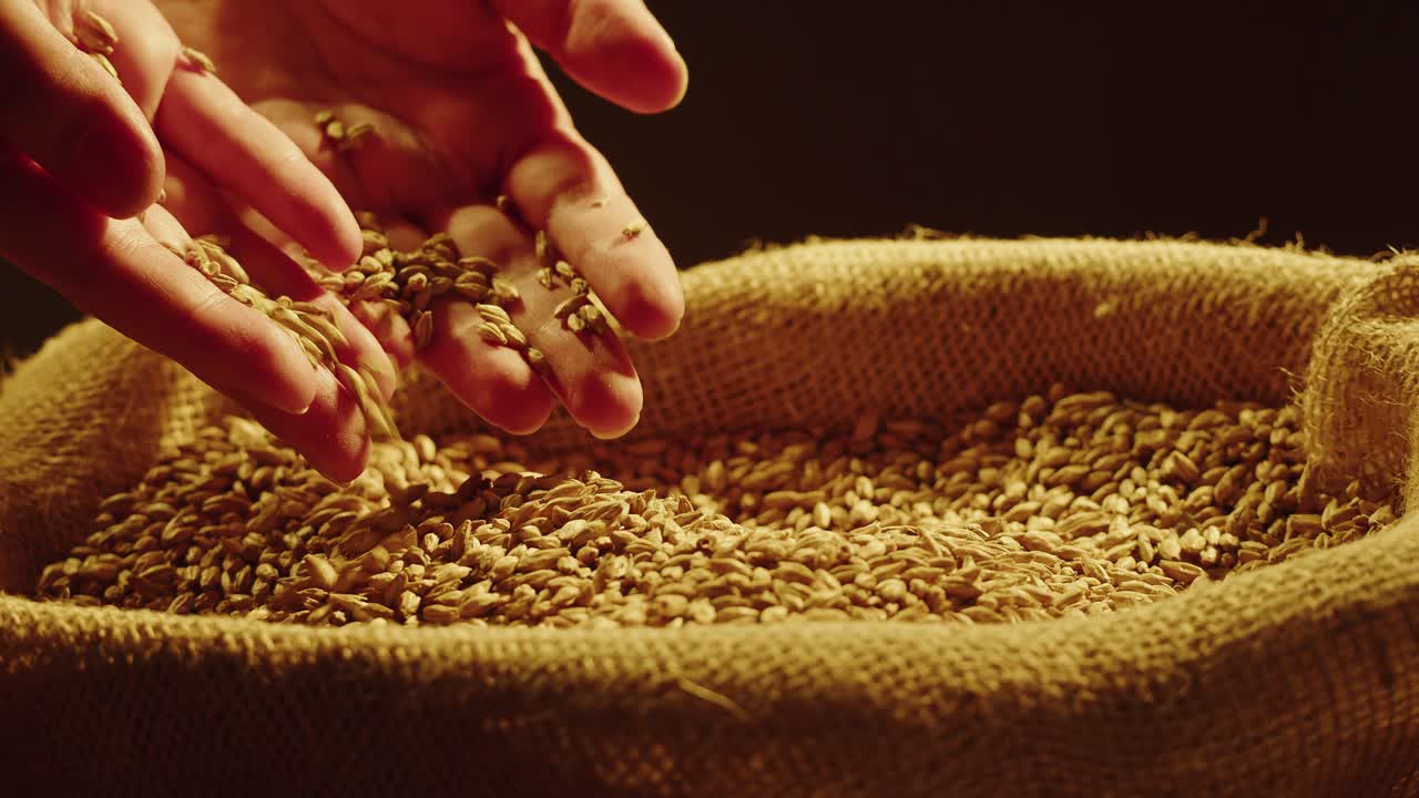 Hands pouring wheat seeds into a burlap sack