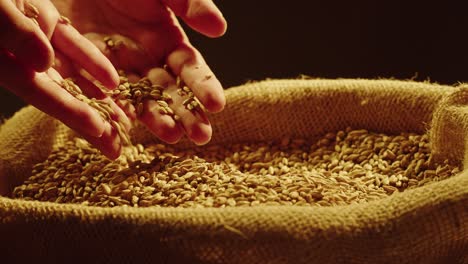hands pouring wheat seeds into a burlap sack
