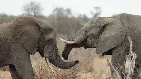 two elephant bulls touching each other with their trunks, south africa