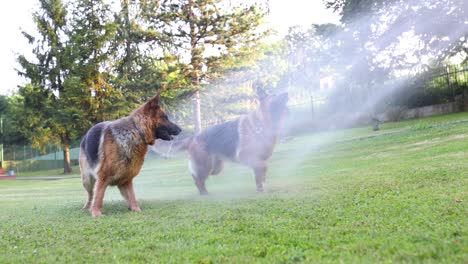 Cinematic-shot-of-two-sheperd-dogs-trying-to-catch-the-water-sprayed-from-a-garden-hose-in-the-backyard,-Slow-Motion,-Slomo