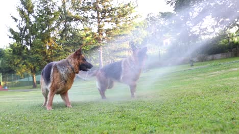 cinematic shot of two sheperd dogs trying to catch the water sprayed from a garden hose in the backyard, slow motion, slomo