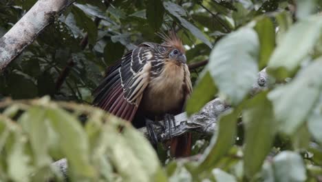 hoatzin in the amazon rainforest