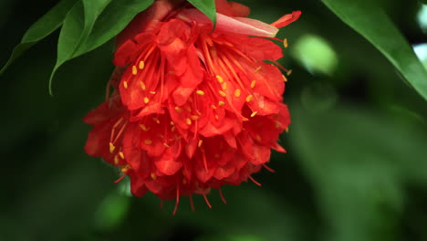 colorida planta roja en el bosque
