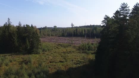 área cortada talada en el bosque de coníferas