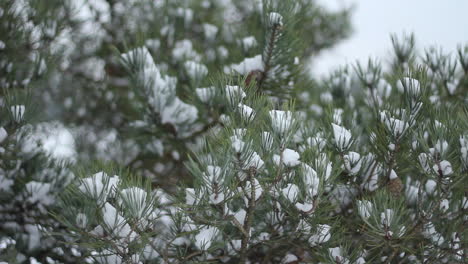 Panorámica-Lenta-Sobre-Las-Copas-De-Los-Pinos-Cubiertos-De-Nieve