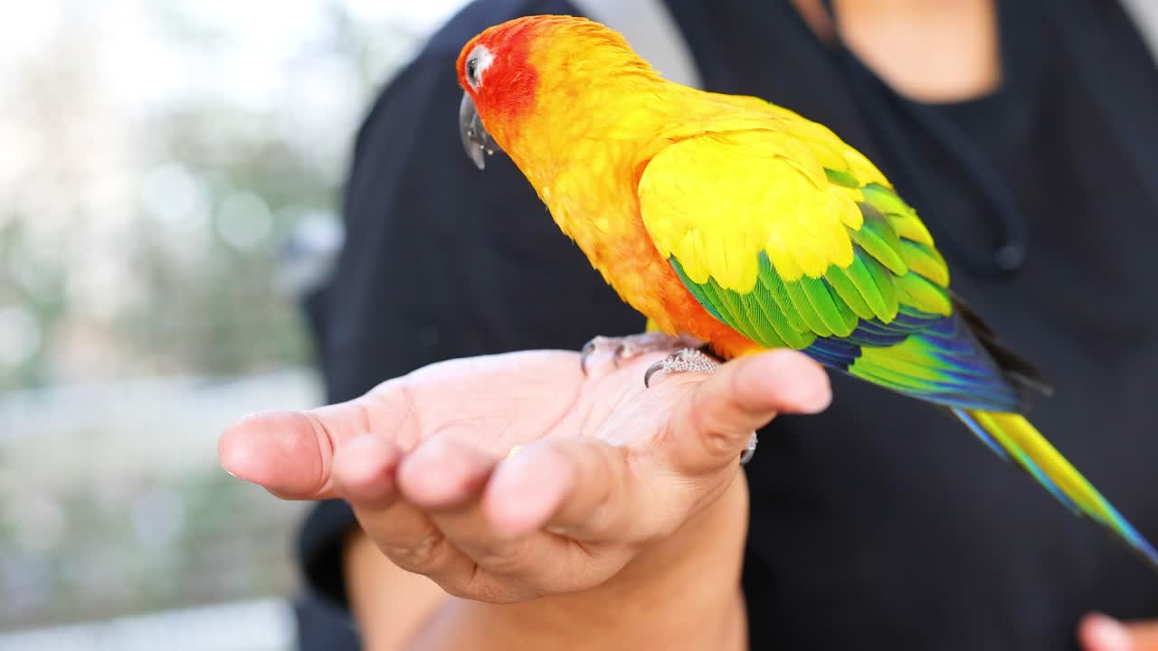 무새는 사람의 손에서 먹이를 먹습니다.