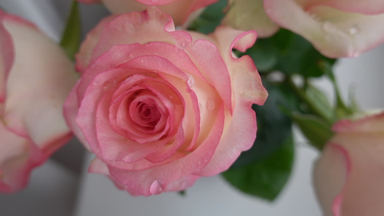 Primo piano di rose bianche e rosa in un vaso vicino a una finestra