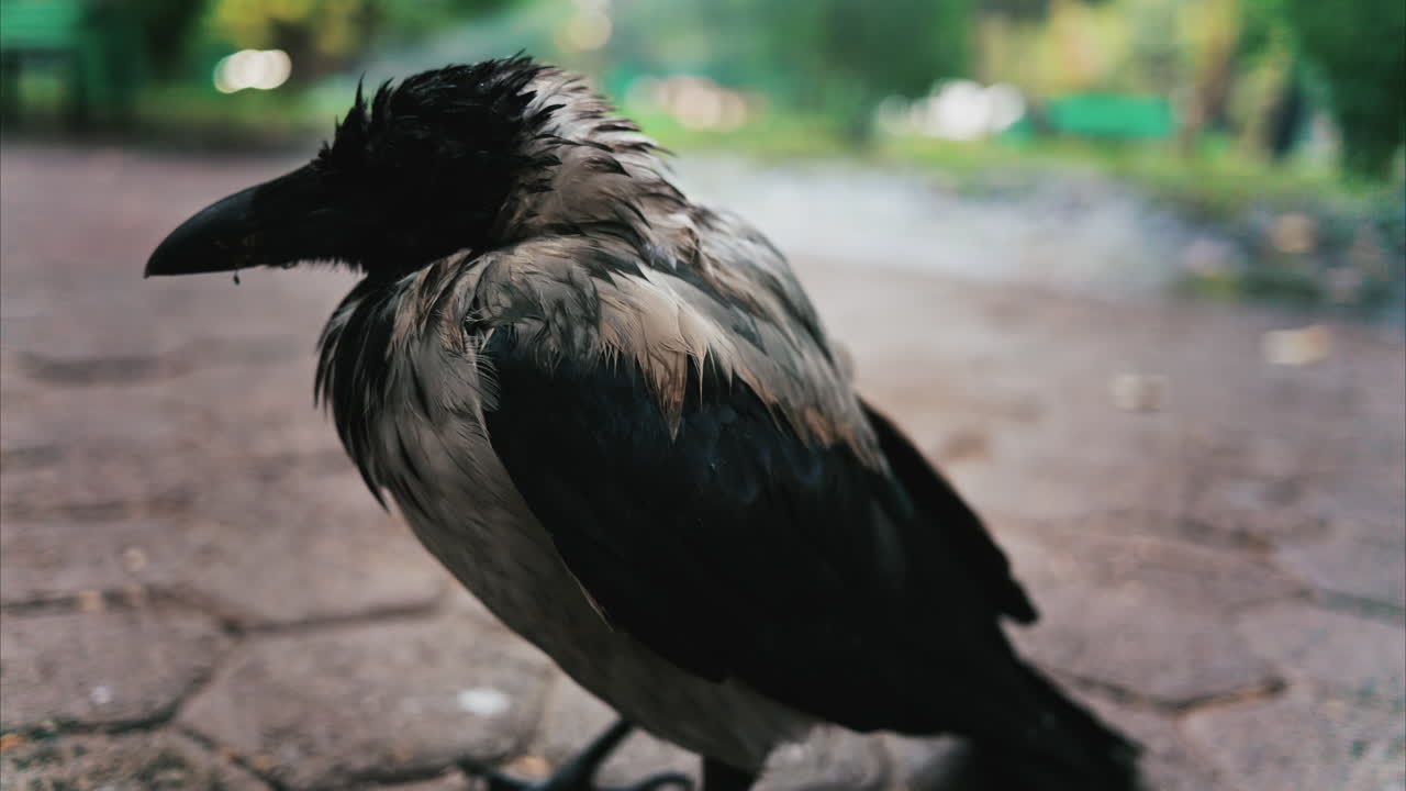 Black little baby crow seating on a road in a green park in summer