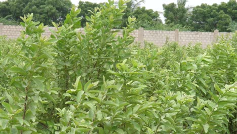 Sistema-De-Riego-En-Función-De-Riego-De-Plantas-Agrícolas.