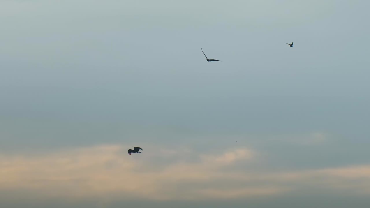 Ørne eller høge flyver på himlen ved solnedgang - lav vinkel