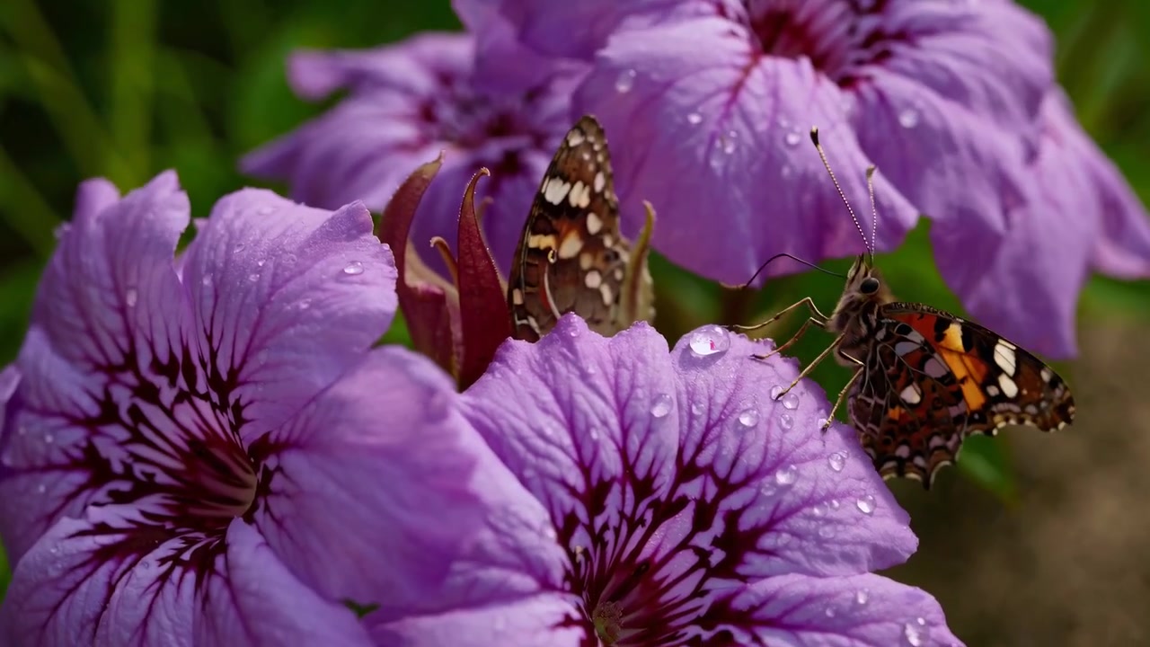 Farfalle Vanessa del Cardo posate su fiori viola in un giardino rigoglioso