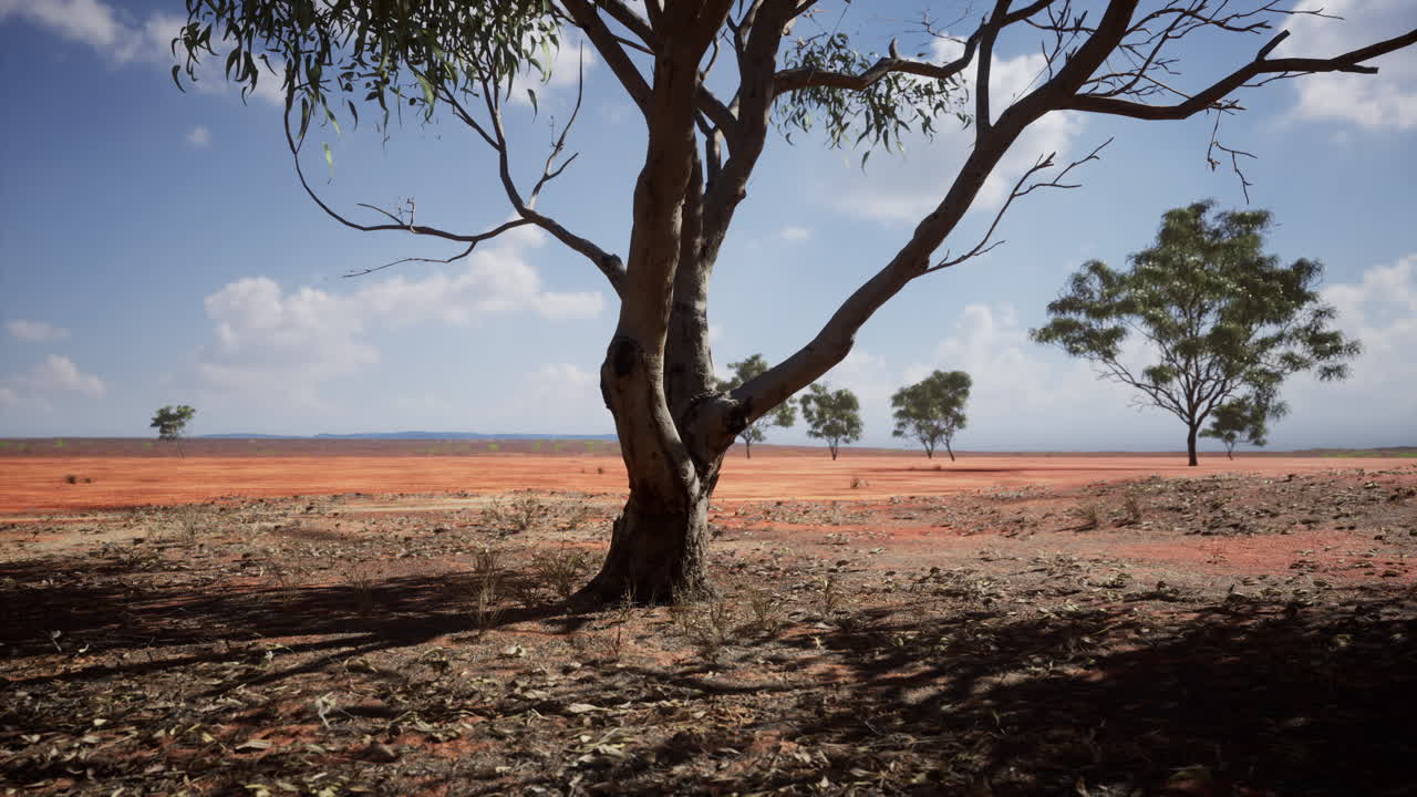árbol de acacia en las llanuras abiertas de la sabana de áfrica oriental botswana