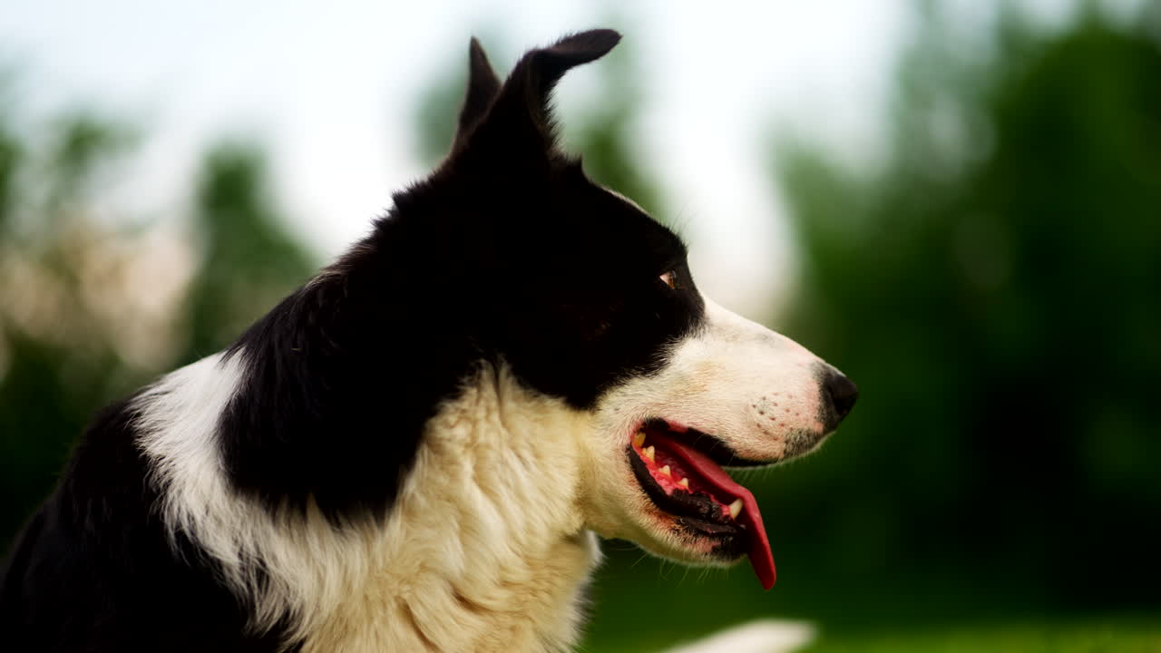Un border collie blanco y negro