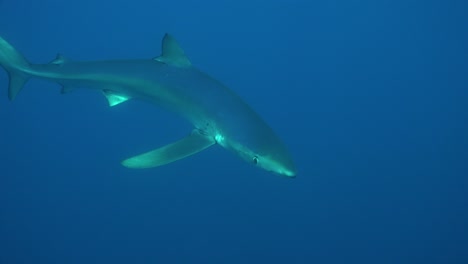 blue shark feeding on bait