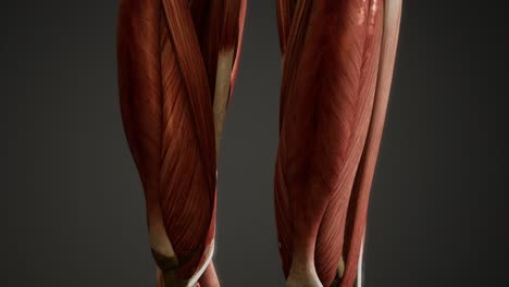 muscular system of human body animation