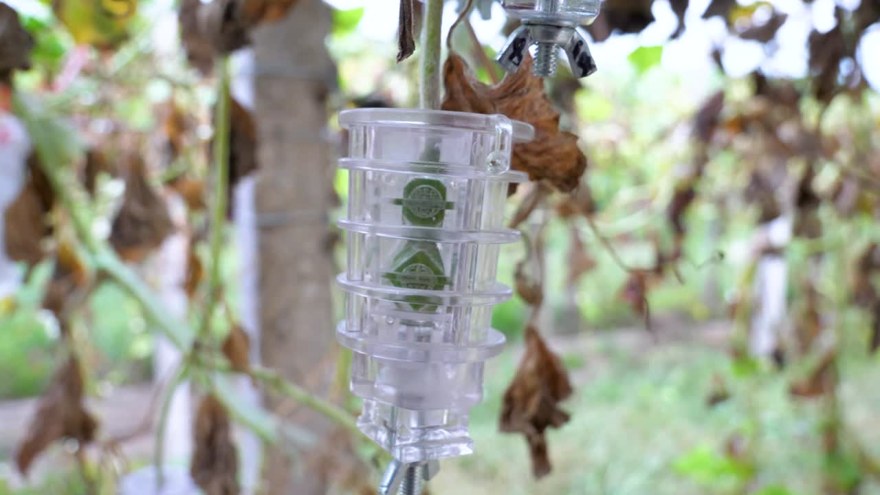 Slow-motion shot of mini plastic mold being used for creating Hulu pumpkin gourds. Liaocheng, China.