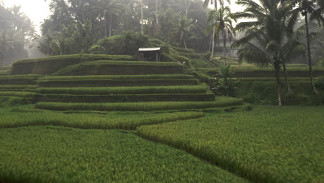 aerial shot of terraces in beautiful green bali rice field