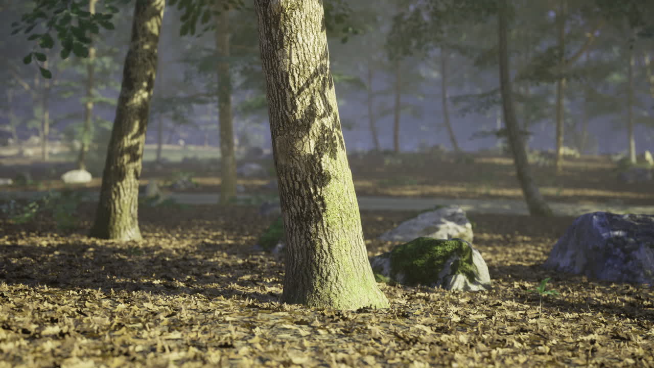 Tranquil forest with sunlight filtering through trees and leaves