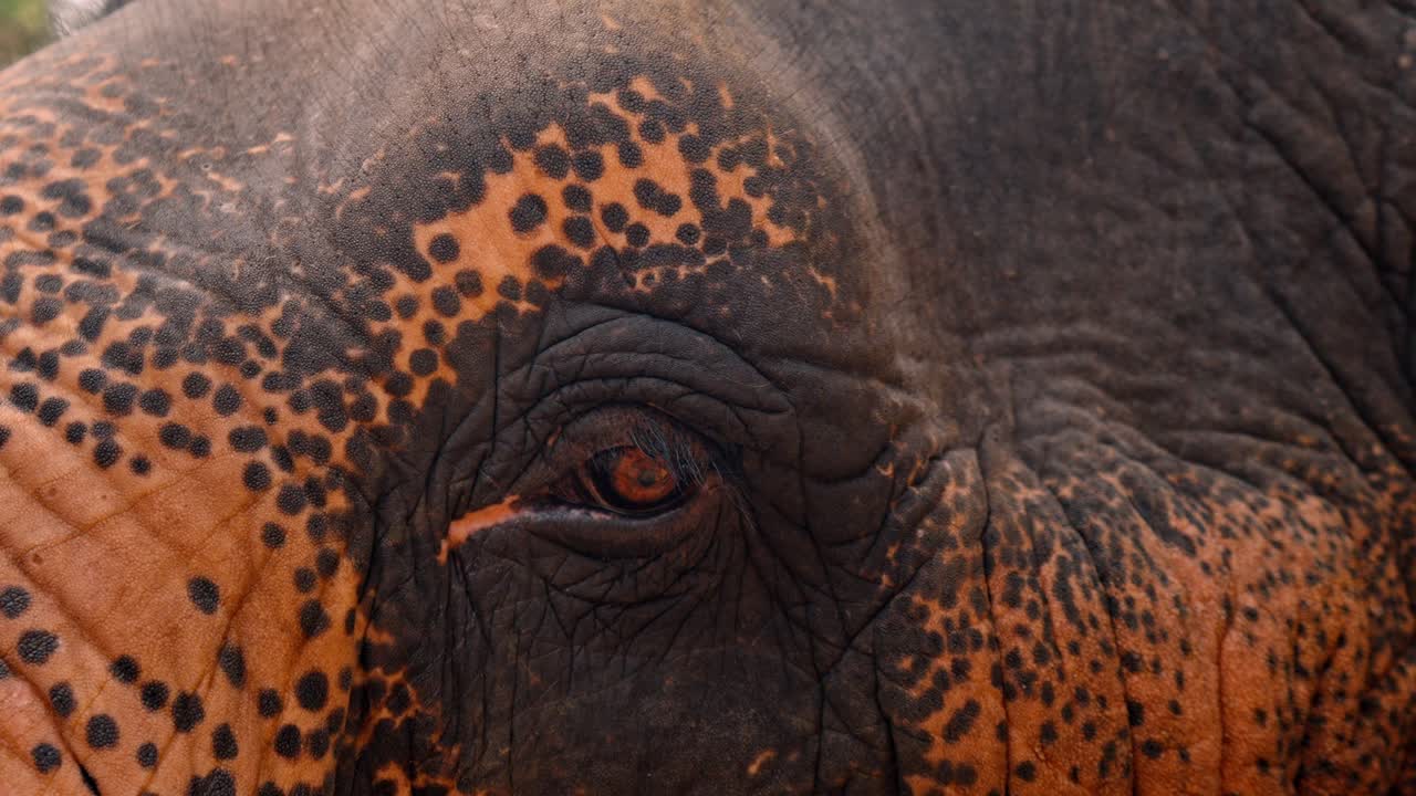 A detailed close-up shot of an Asian elephant’s eye in Sri Lanka, capturing the depth, texture, and soulful expression of this majestic creature.