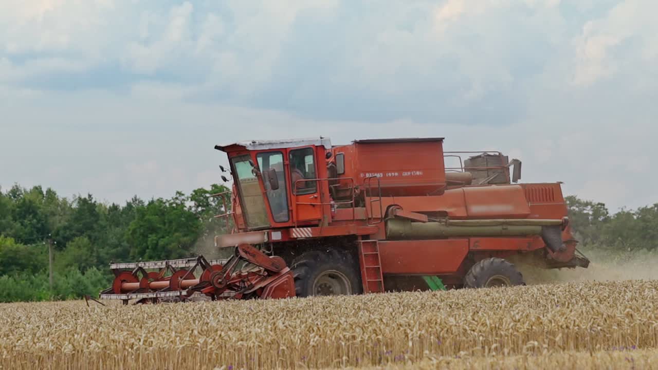 Side view of a large combine working on the field on the green trees background. Red machine harvester in process of cutting ripe wheat for agriculture.