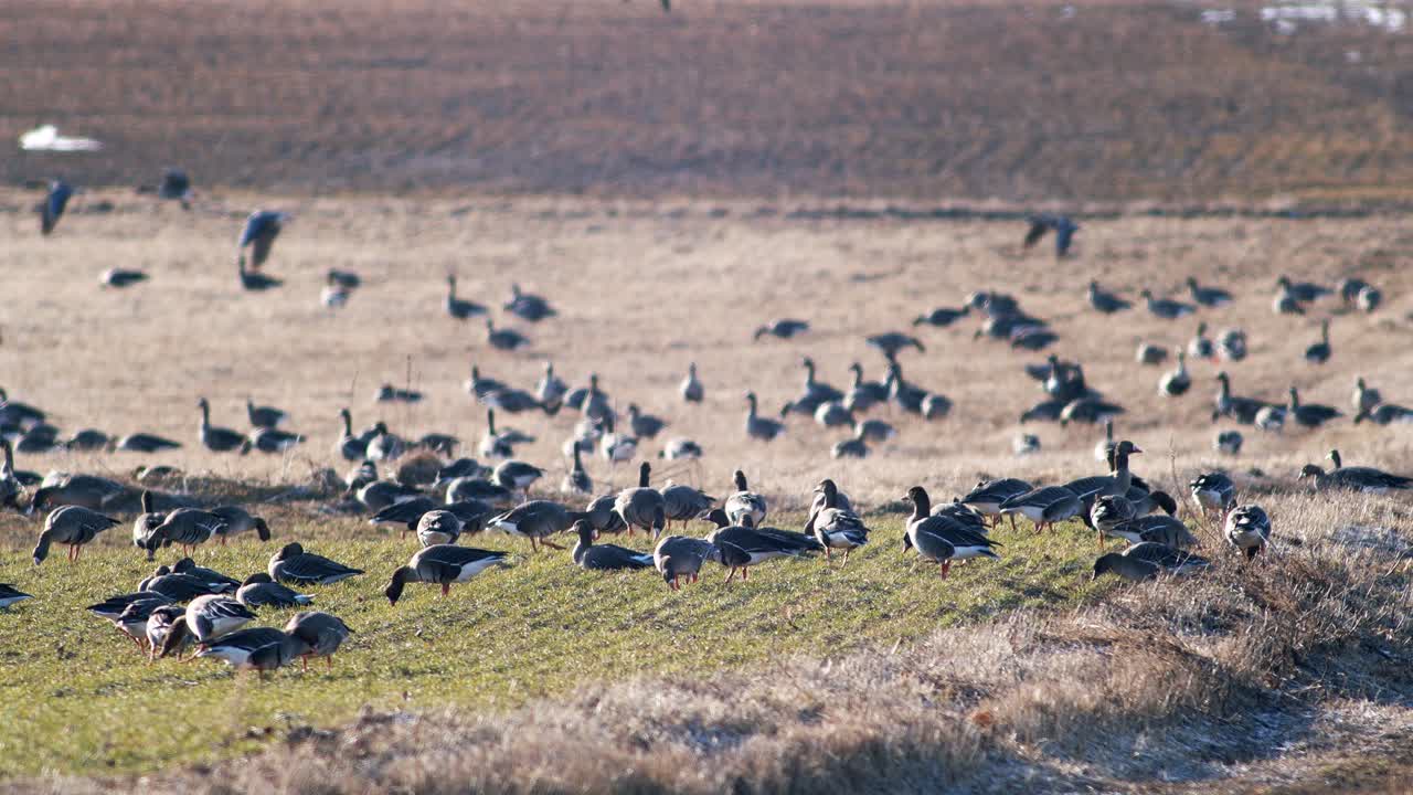 una gran bandada de gansos albifrones de frente blanca en el campo de trigo de invierno durante la migración de primavera