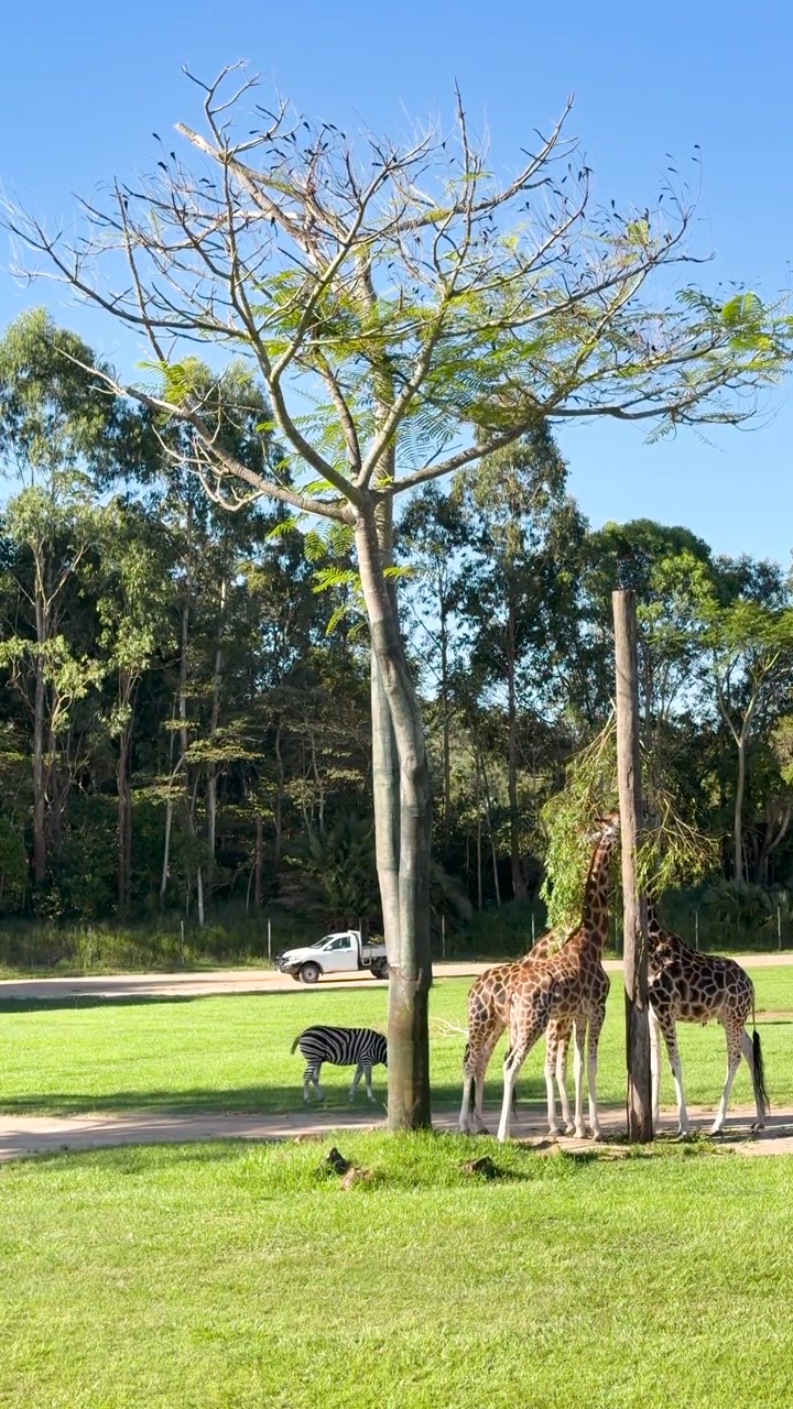 Drei Giraffen fressen Blätter von einer hohen Futterstelle in einem sonnigen, offenen Savannengehege.