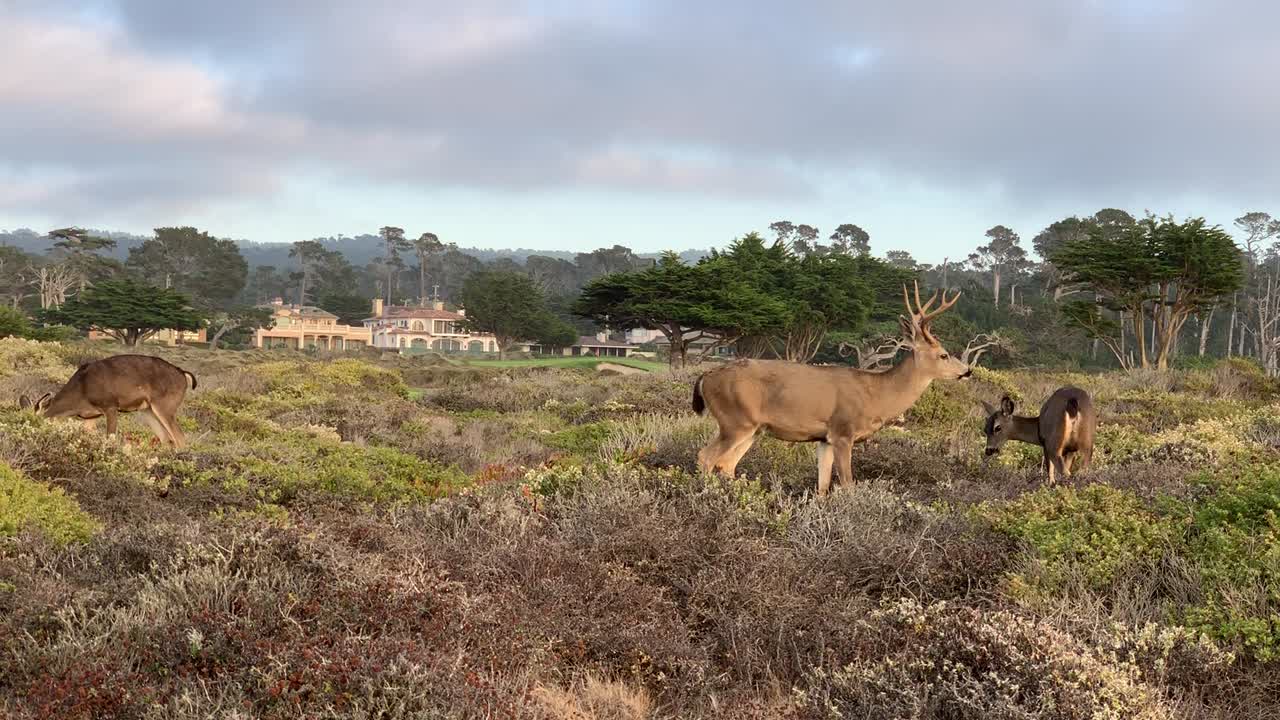 캘리포니아 페블 비치의 17마일 경치 드라이브에서 사슴 관찰