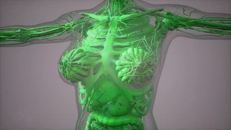 model-showing-anatomy-of-human-body-illustration