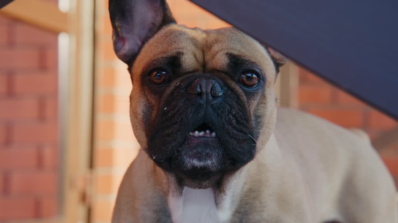 Ritratto ravvicinato di un curioso bulldog francese fulvo all'aperto.