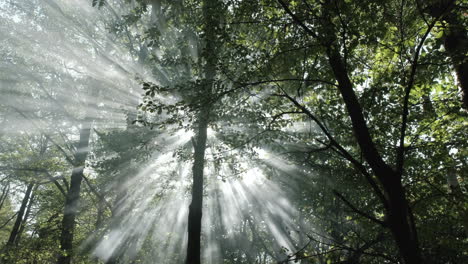 forest mist and sun rays in trees