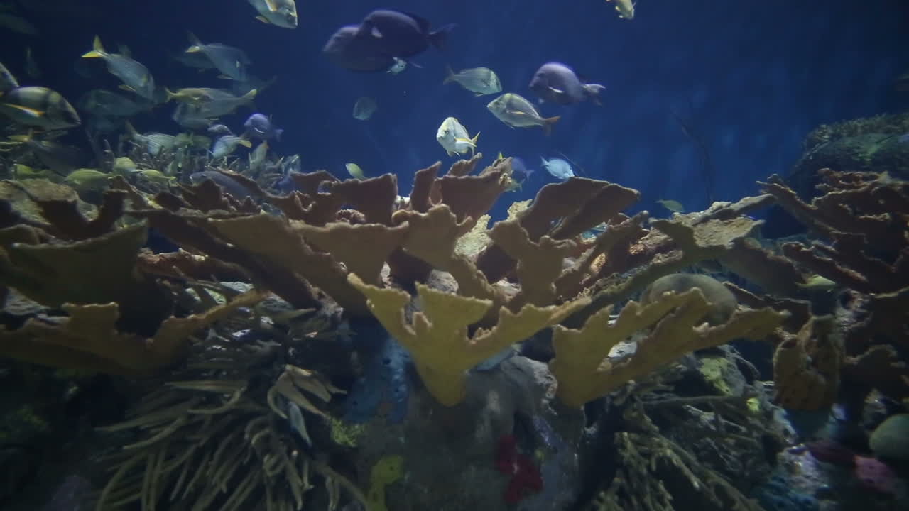 발렌시아 수족관 37