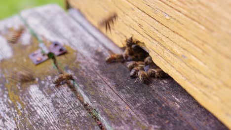 Cierre-De-Abejas-Melíferas-Saliendo-Y-Entrando-En-Una-Colmena-En-La-Parte-Inferior-De-Una-Tabla-De-Madera