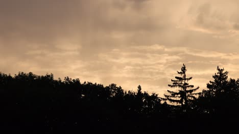 panning shot showing silhouette of forest with trees during cloudy day at sunset light - panorama view