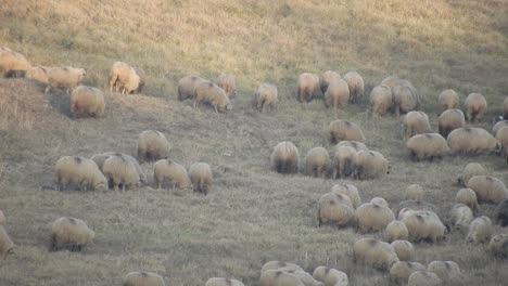 rebaño de ovejas comiendo hierba en el campo