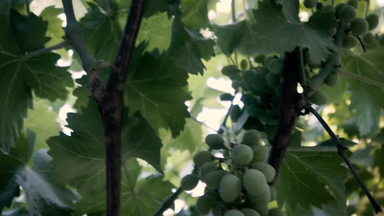 느린 동작으로 촬영, 유기농 포도 나무, 잎 및 미성숙 녹색 포도 칠레