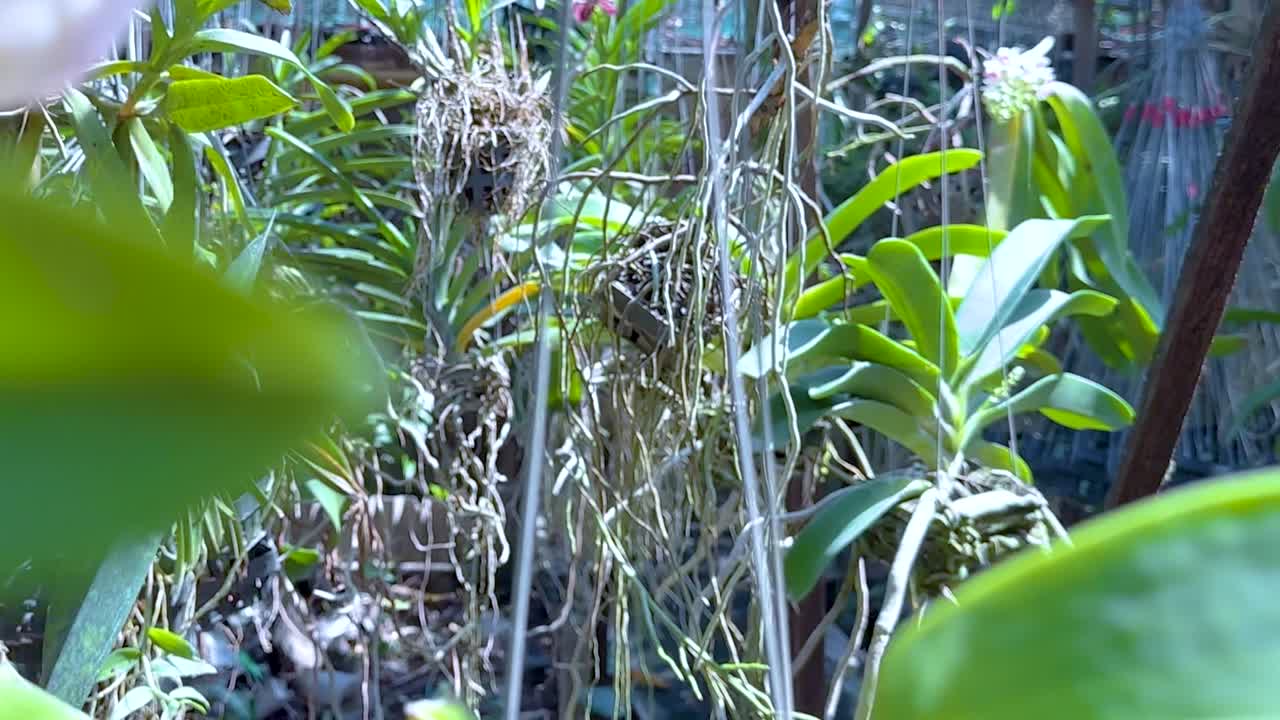 Close-up views of vibrant orchids with lush green leaves in a serene garden setting.