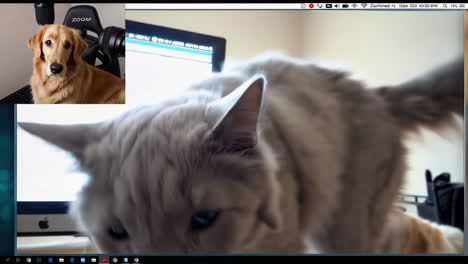 dog and cat on a video call
