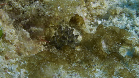 Hermoso-Nudibranquio-De-Cyerce-Nigricans-Deslizándose-Con-Gracia-Sobre-El-Suave-Fondo-Del-Océano-En-Busca-De-Un-Lugar-Adecuado-Para-Alimentarse