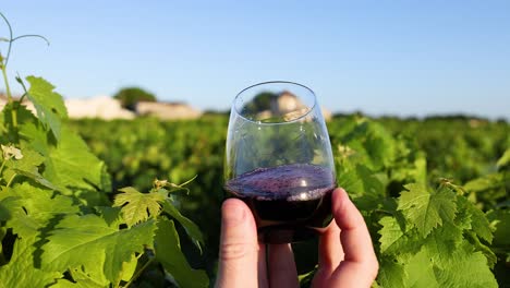 hand holding wine glass in vineyard