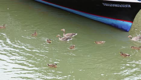 geese and goslings swimming near a boat