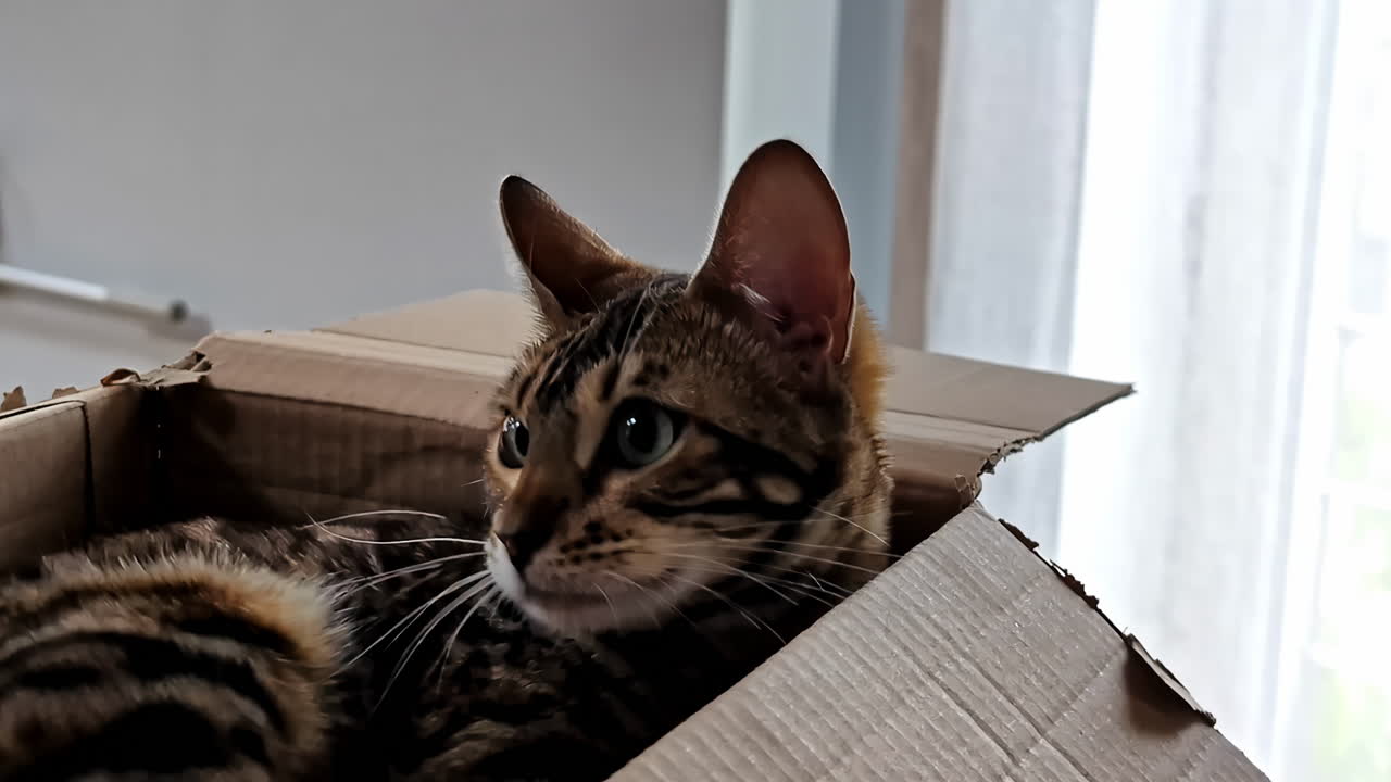 Domestic cat enjoys life inside cardboard box, close up view