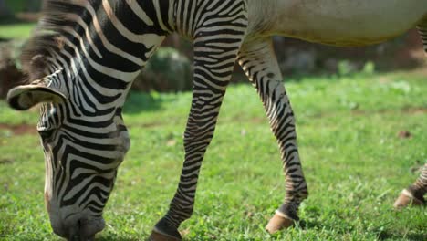 Zebra-Grevy-02