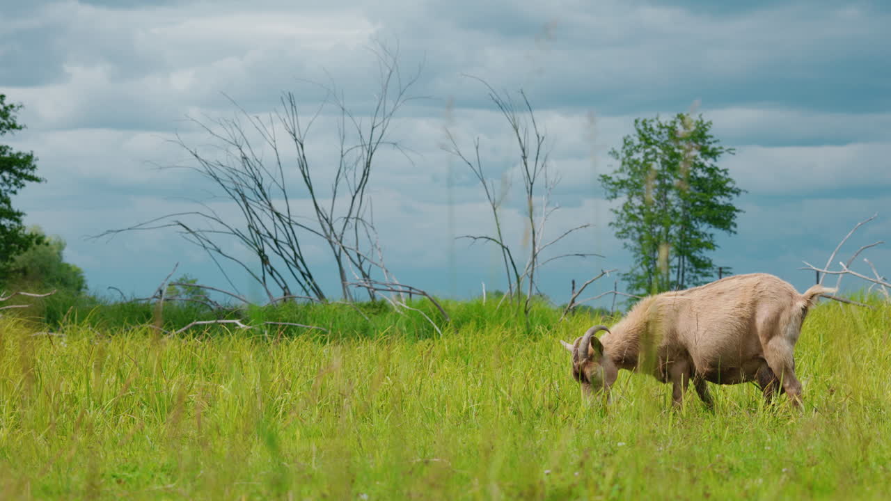 Goat Grazing in a Field