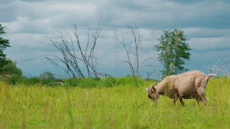 goat grazing in a field