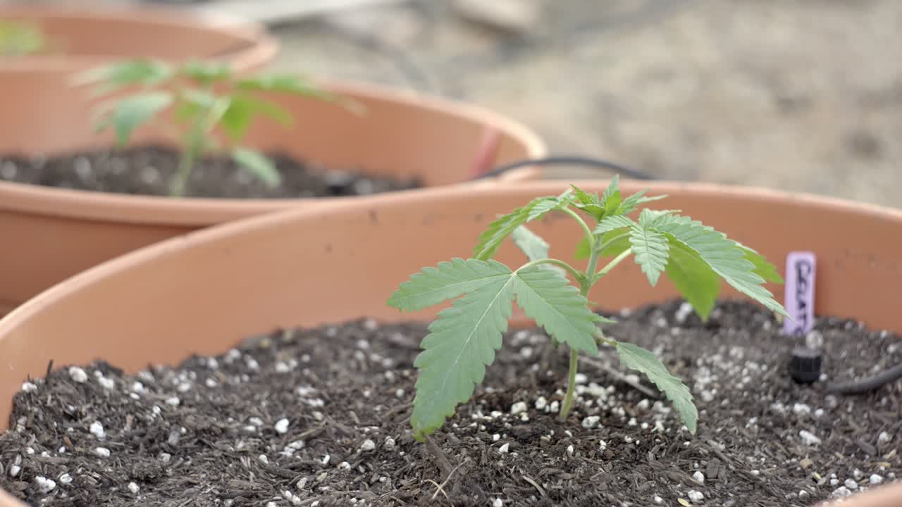 plantas jóvenes de marihuana medicinal que crecen al aire libre, cannabis en casa