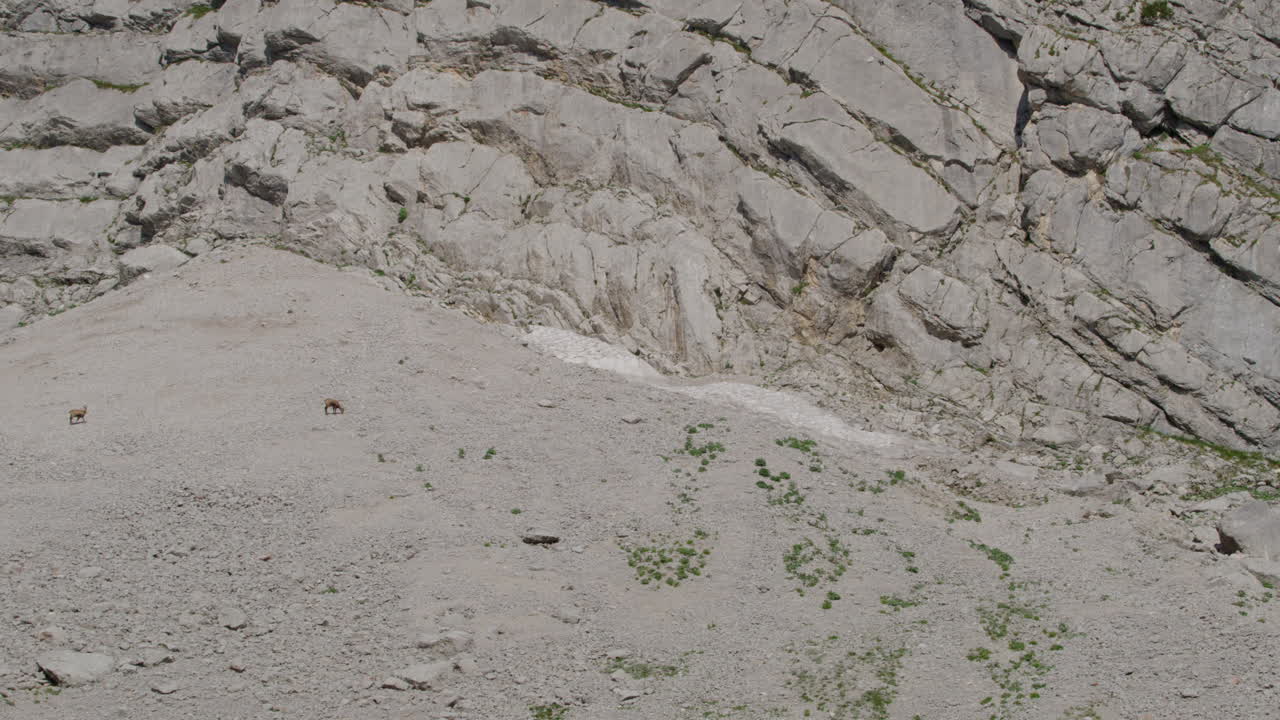 바위산과 눈산에서 음식을 찾는 샤모아